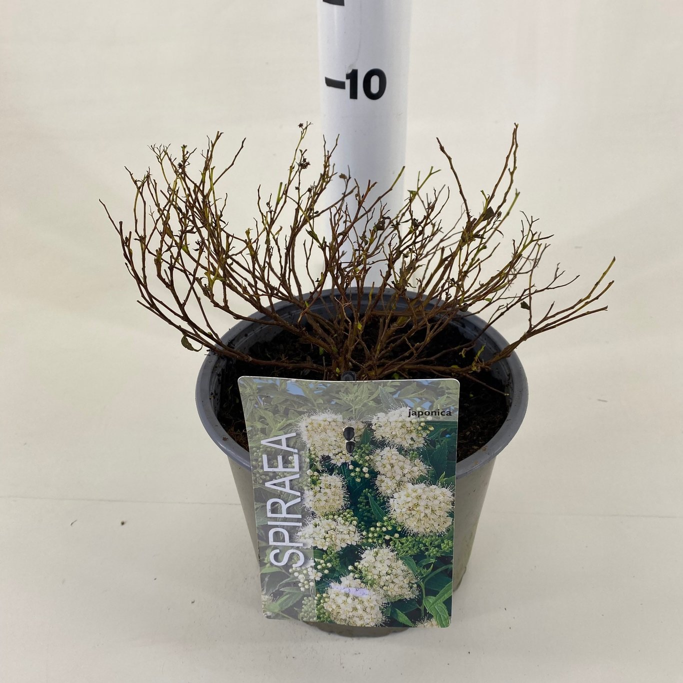 Spiraea jap. 'Albiflora' - C3 20-30 CM